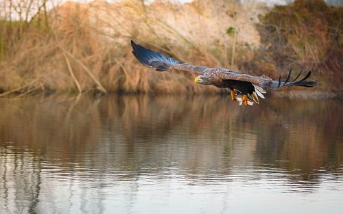 Seeadler von Andy van der Steen - Fotografie