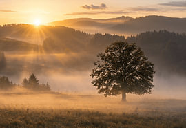 Golden Sunrise Over Misty Valley by Winston Sobalvarro