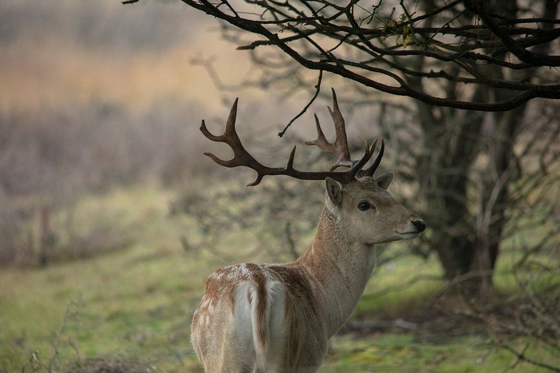 Ree in nature Friesland by anne droogsma