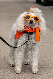 Colorful Funny Dog by Roland Brack