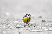 Pimpelmees in de sneeuw II