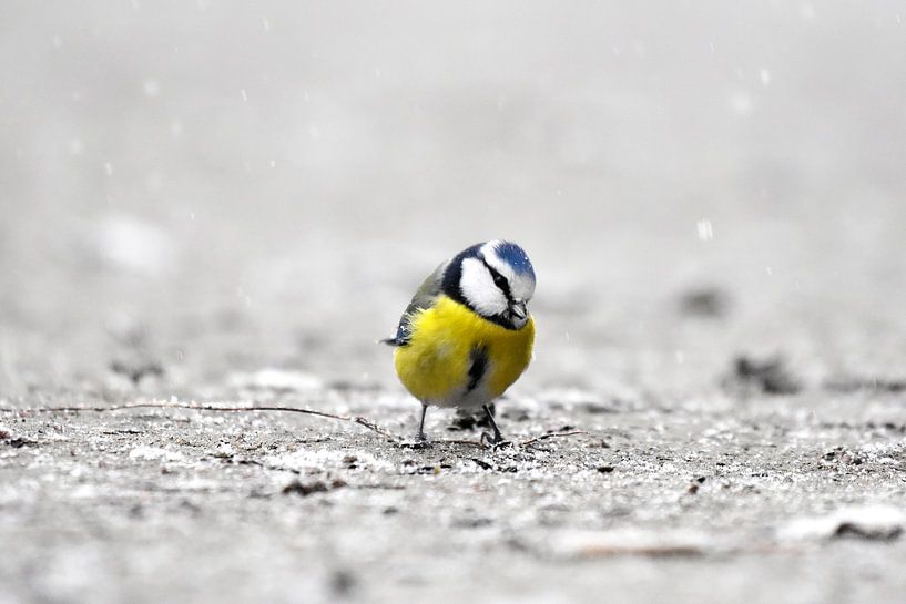 Mésange bleue dans la neige II par Marvin Van Haasen