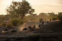 Wirbeln den Staub auf
