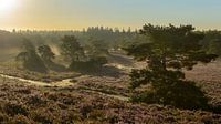 Sunrise over the blooming heather