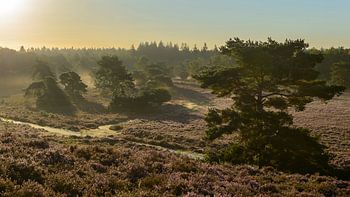 Zonsopkomst op de Veluwe
