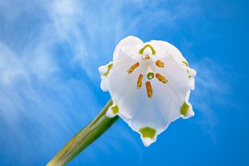 Macro van een sneeuwvlok bloem