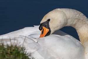 Cygne