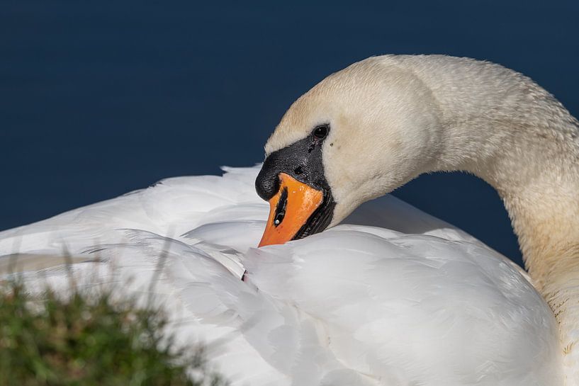 Swan by Foto A de Jong