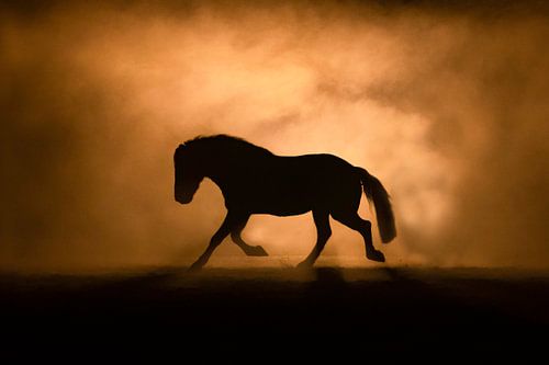 Paard dravend fine art uitvoering