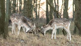 Herten van de AWD van Dirk van Egmond