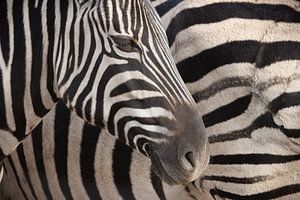 Twee Zebras van Lars Korzelius