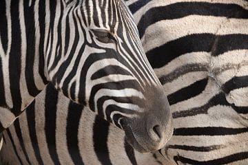 Zwei Zebras