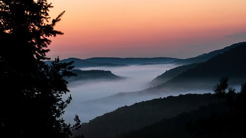 Foggy morning in the valley