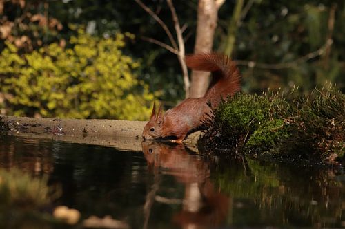 Resting moment with squirrel