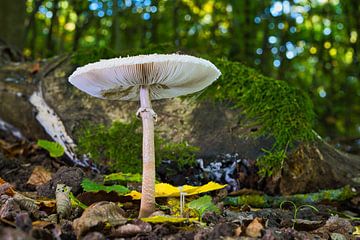 Zicht op paddenstoelen in een holle boom van Andreas Völkel