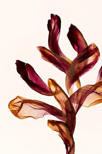 Grow - The fingerprint of leaves van Christine de Vogel