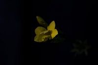 winter jasmine