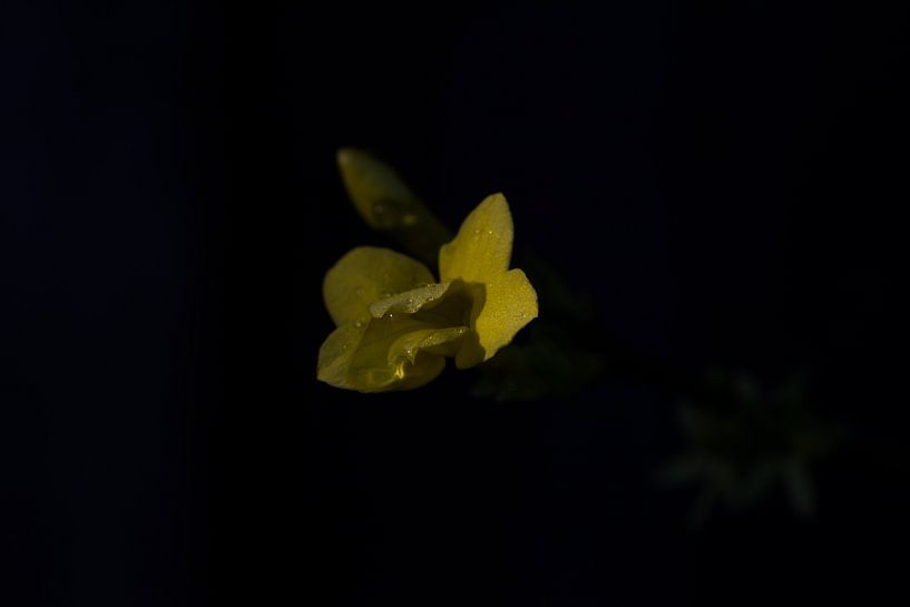 winter jasmine by Timo Kant