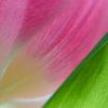 Detail roze tulp van Ad Jekel