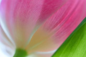 Detail roze tulp van Ad Jekel