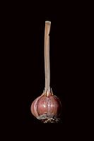 Knoflook