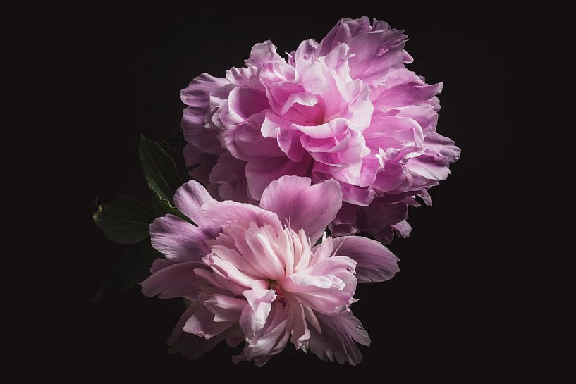 Fine art Peonies by Sandra Hazes