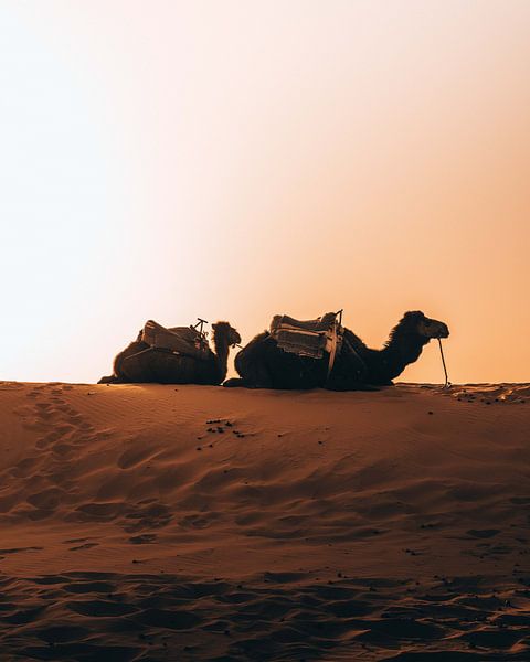 Wüste Sahara, Marokko von Marion Stoffels