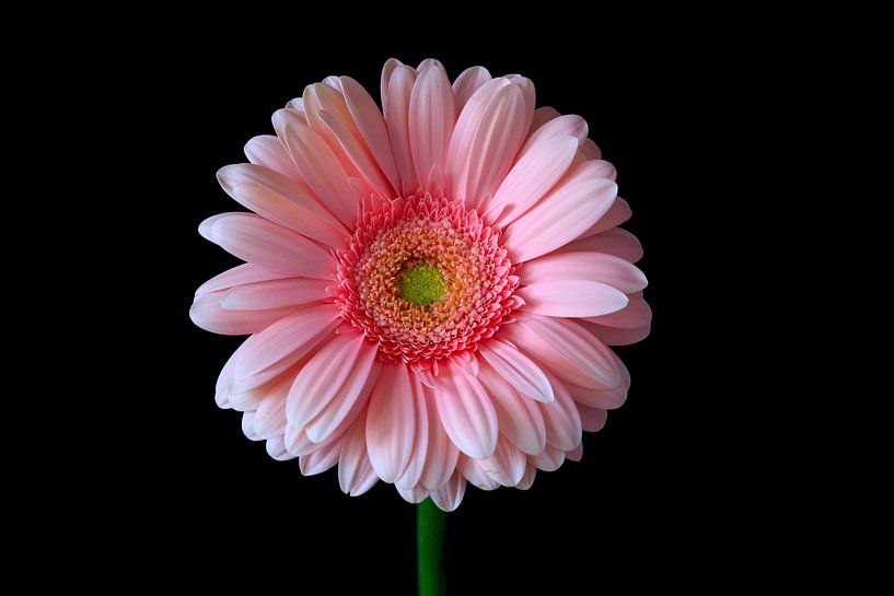 Gerbera von Thomas Jäger