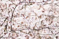 Blossom