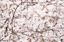 Bloessem van Photo Dutch