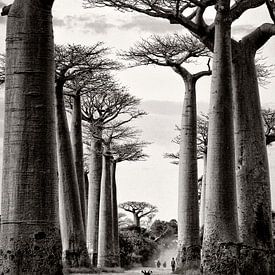 Avenue des baobabs à Madagascar sur Fabienne Vansteenkiste