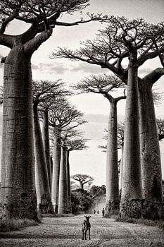 Avenue des baobabs à Madagascar