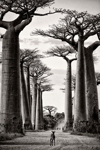 Avenue des baobabs à Madagascar