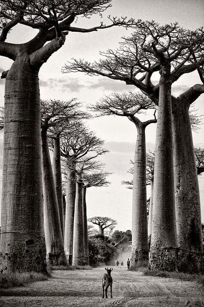 Baobab Madagascar van Fabienne Vansteenkiste