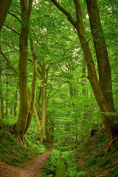 Wallen, bomen en een kabbelend beekje van Jenco van Zalk