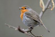 Robin ( Erithacus rubecula ) zingt zijn vrolijke lied, wildlife, Europa. van wunderbare Erde thumbnail