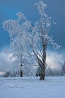Icy tree