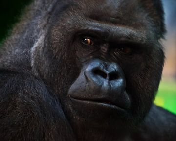 brute fysionomie van een hardvochtige gorilla mannetje in profiel, kijk terug