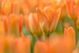 tulips orange,green by Marco Liberto