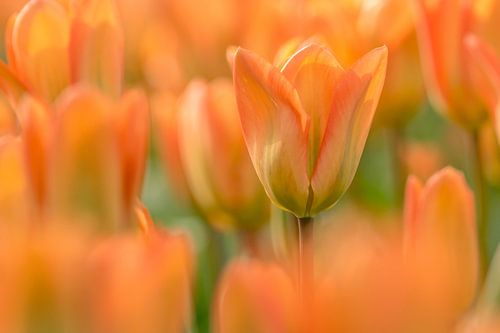 tulips orange,green