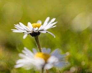 lovely daisies