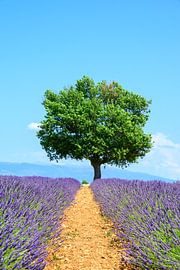 Bloeiende lavendel in de Provence tijdens een zomerse dag van Sjoerd van der Wal Fotografie