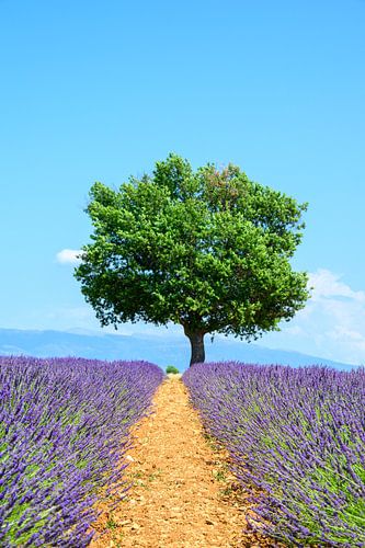 Bloeiende lavendel in de Provence tijdens een zomerse dag