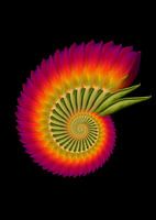 Tulip Snail