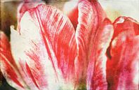 Tulpenblüte van Roswitha Lorz thumbnail