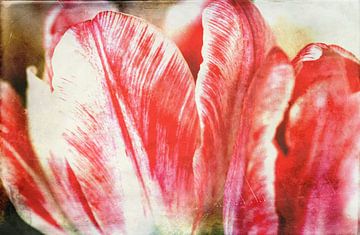 Tulpenblüte von Roswitha Lorz
