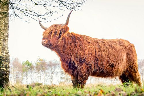 Schotse Hooglander op Jiltdijksheide (Westerkwartier)