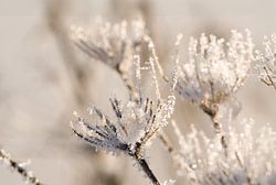 De Stille Schoonheid van de Winter