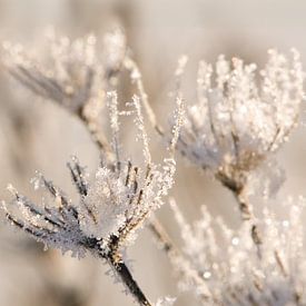 La beauté silencieuse de l'hiver sur WeVaFotografie