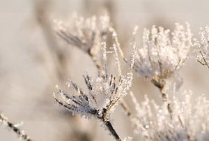 De Stille Schoonheid van de Winter